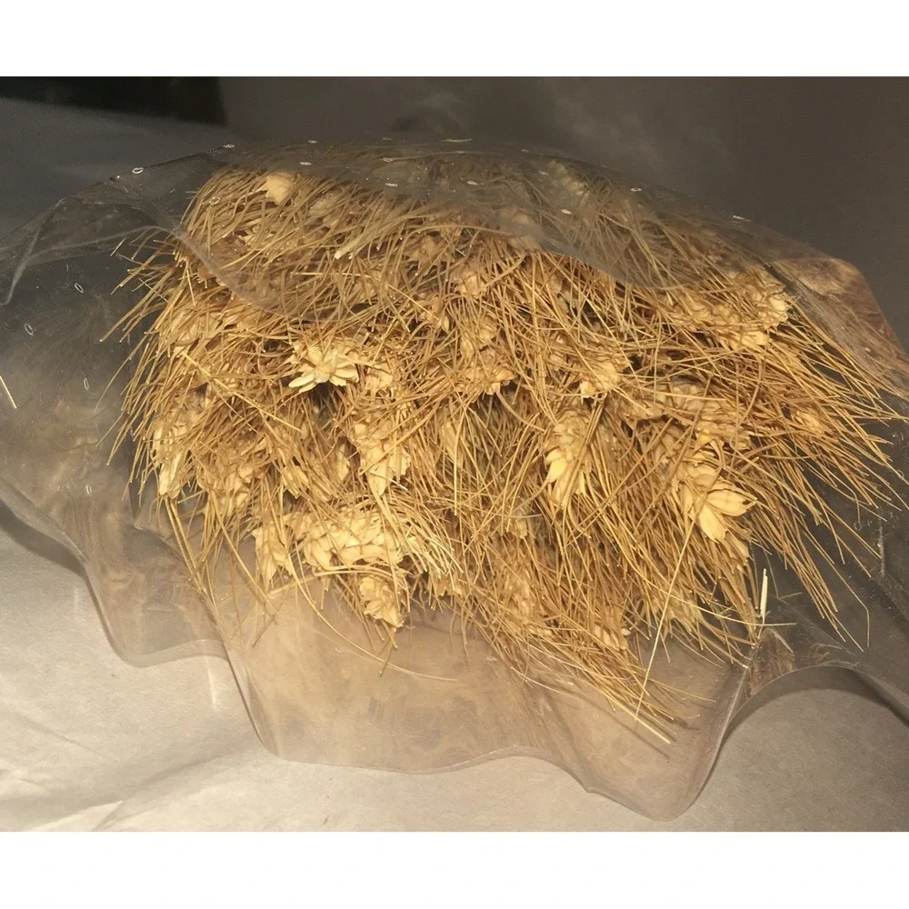 100 Stems Dried Wheat Stalks for Decor Sheaves Grass Natural Golden